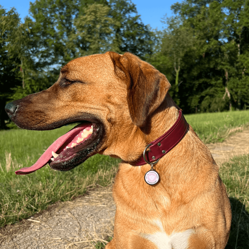 NFC smart digital pet ID tag