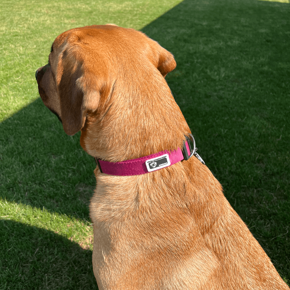 NFC smart digital pet ID tag
