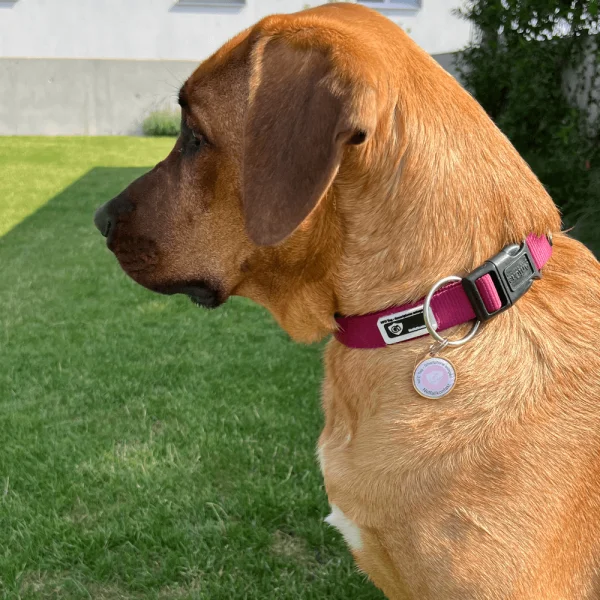 Digital pet id tag online