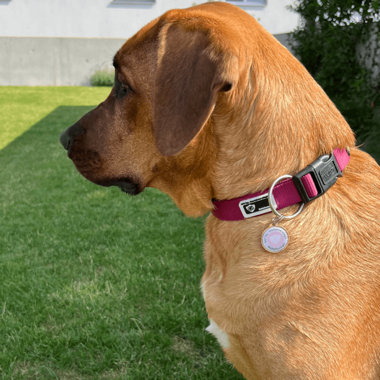NFC smart digital pet ID tag
